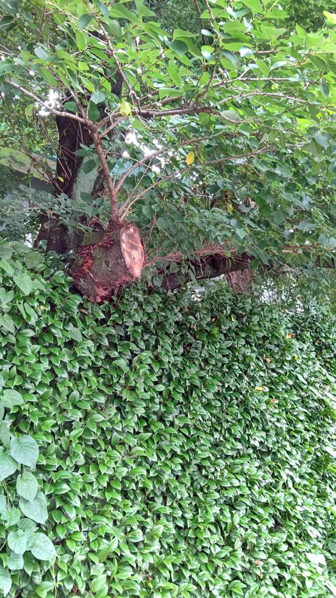 つる植物に覆われた木。太い枝を切った跡が赤茶色に変色し、切り口のまわりから細い枝が出ている