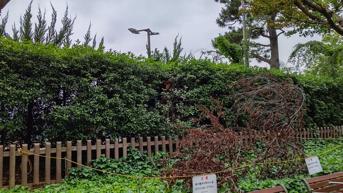 柵の向こうの植え込みに、折れて枯れたサクラの枝が倒れかかり、ロープが張られて「注意」の貼り紙が付いている