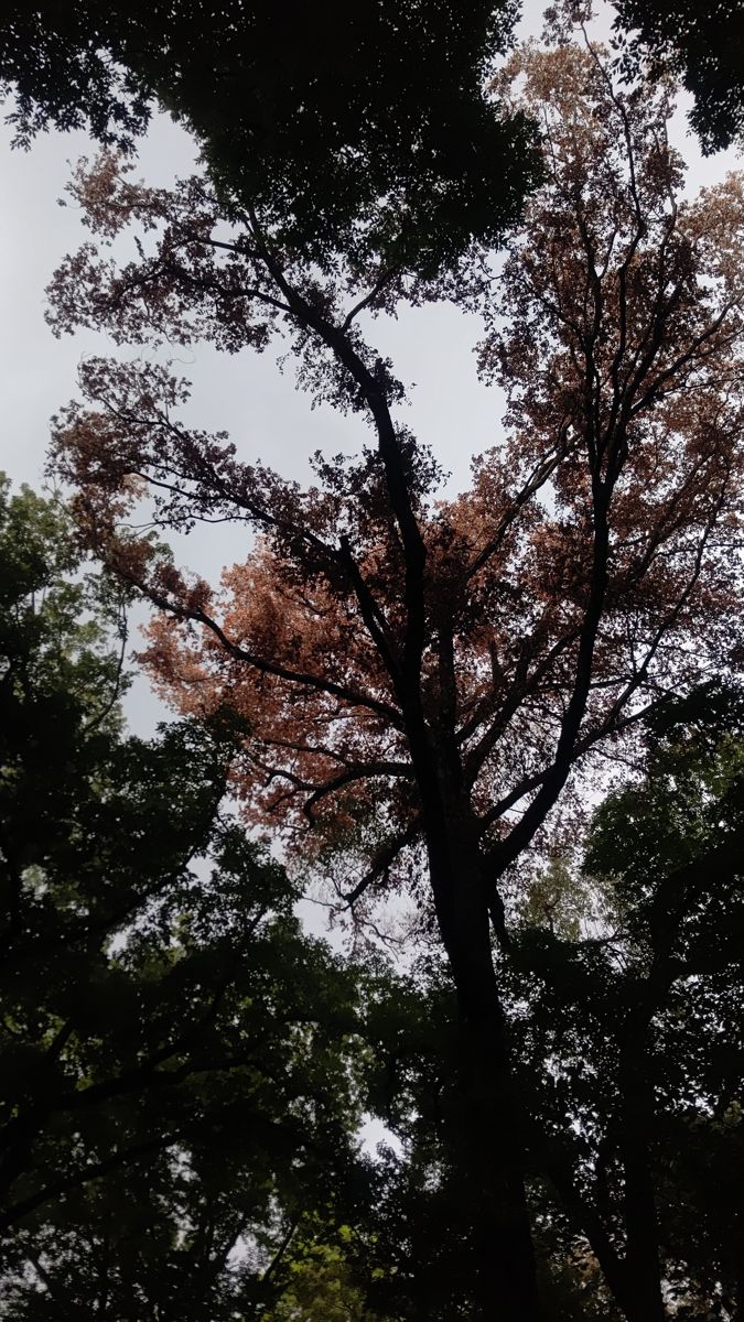 下から見上げた広葉樹。まわりの木は緑なのに、この木の上の方の葉だけが赤茶色に枯れている