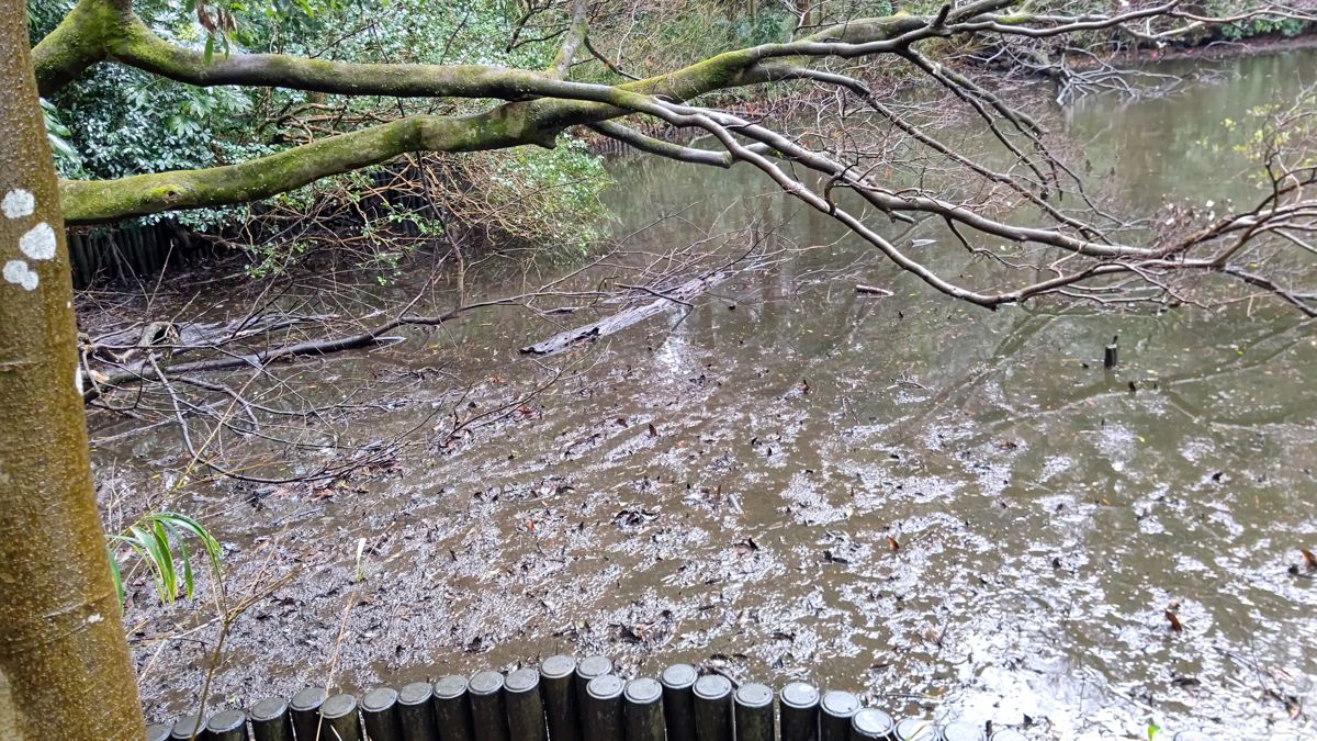 苔むした枝が張り出す池。水は浅く濁り、倒れた木や枝が水面に沈んでいる