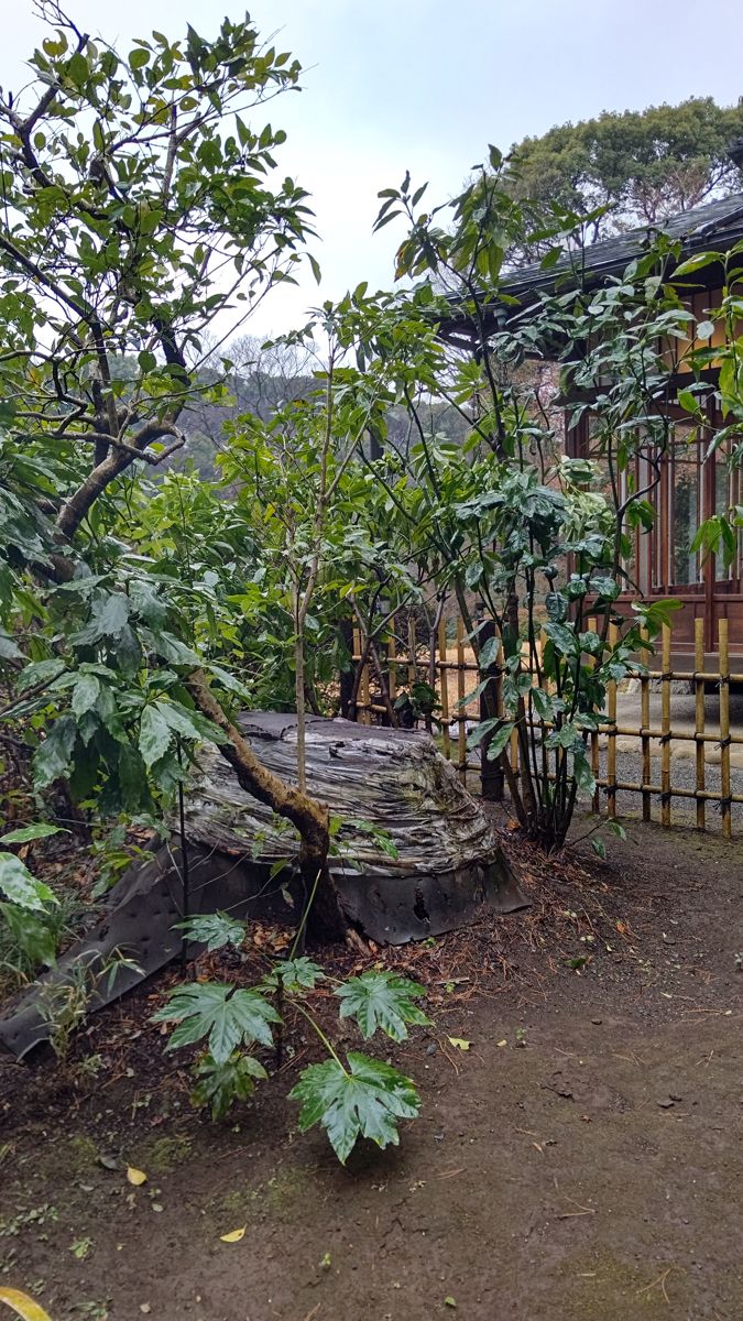木造の建物の脇の植え込み。シートで覆われた大きな切り株のまわりから若い木が伸び、奥に竹垣