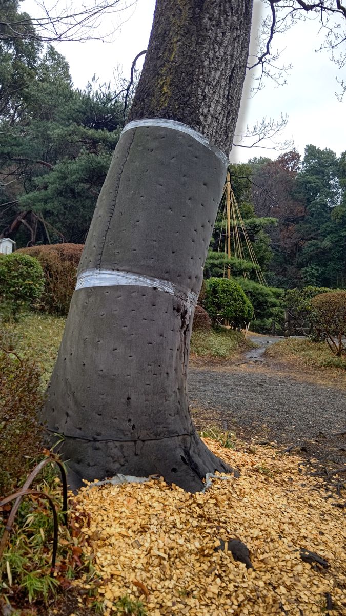 幹に灰色の保護材が巻かれ、白いテープで留められた木。根元にはウッドチップが敷かれている
