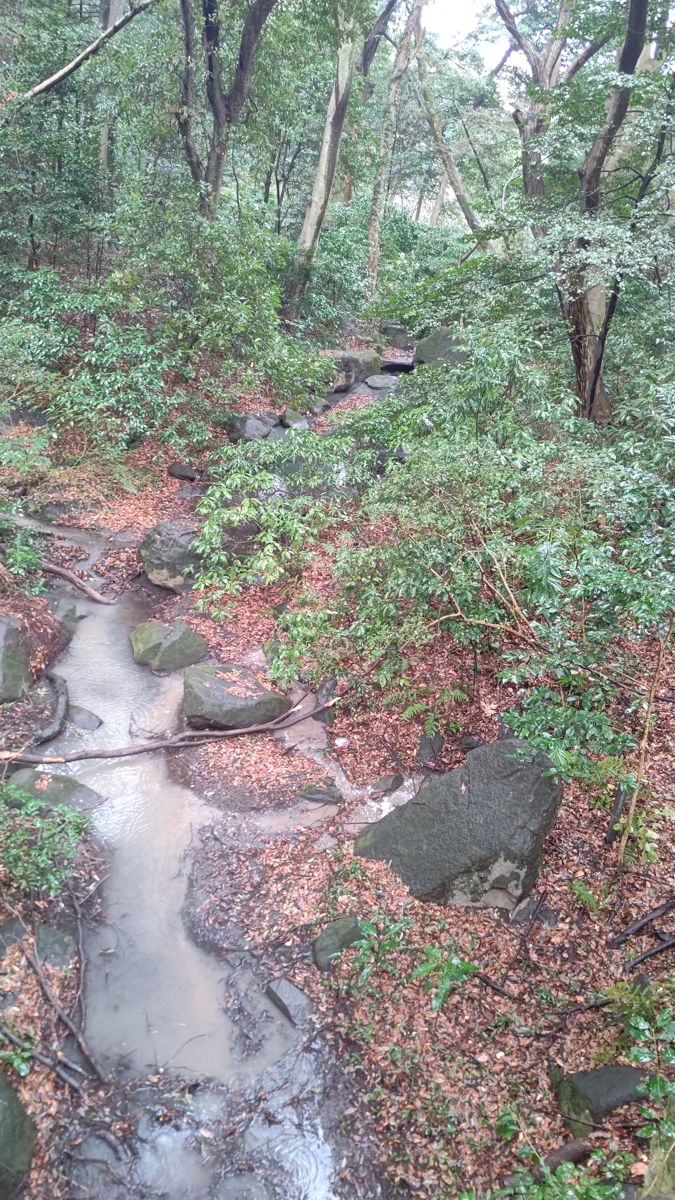常緑の木々が茂る林の谷を、雨水が石の間を縫って流れている。地面は落ち葉で赤茶色