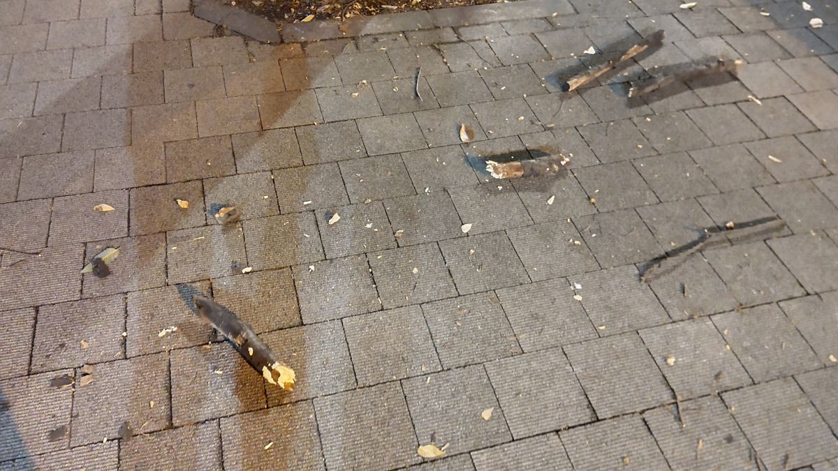 石畳の歩道に、長さの違う折れた枝が何本も落ち、葉も散っている