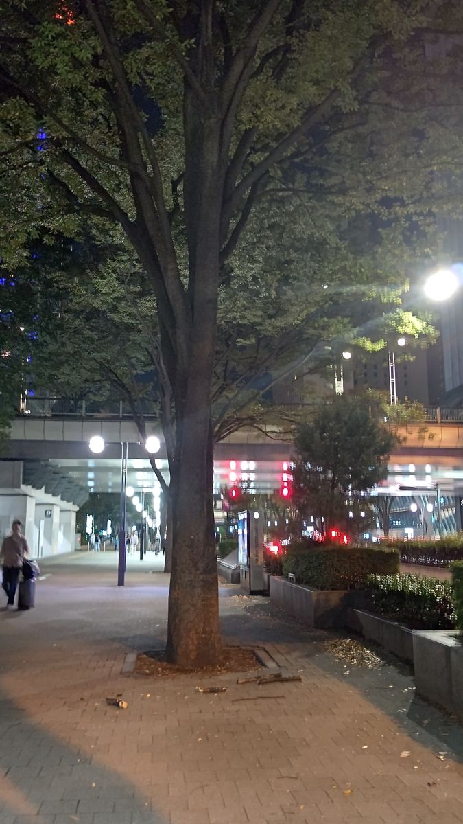 夜の歩道に立つ街路樹。根元のまわりの舗装に、折れた枝が散らばっている
