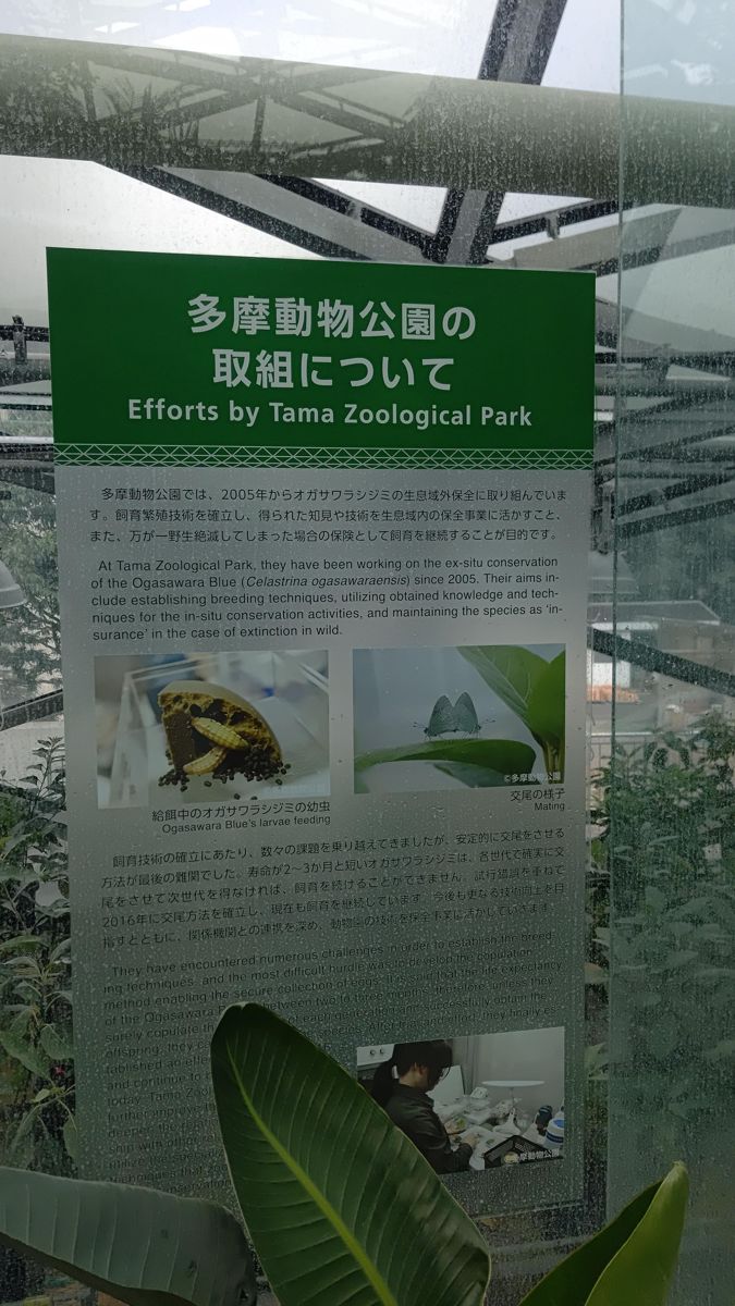 温室の中に立つ「多摩動物公園の取組について」という案内板。オガサワラシジミの写真が載っている