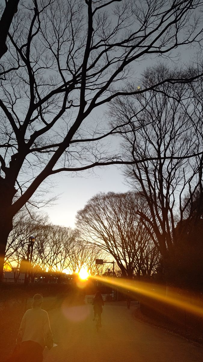 葉を落とした大きな木々の枝のあいだから夕日が差し込む園路